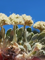 Eriogonum shockleyi