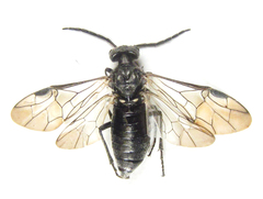 Dolerus nigratus