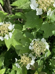 Viburnum opulus americanum