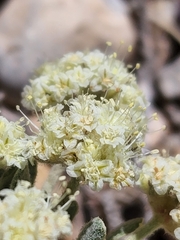 Eriogonum shockleyi