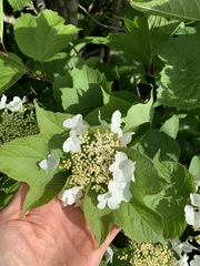 Viburnum opulus americanum