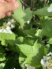 Viburnum opulus americanum
