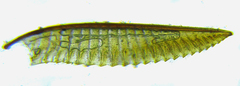 Dolerus nigratus