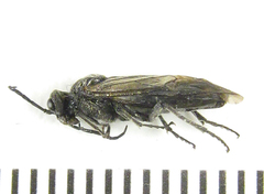 Dolerus nigratus