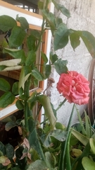 Rosa