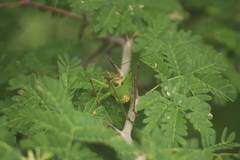 Neobarrettia sinaloae