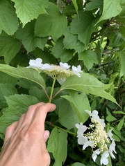 Viburnum opulus americanum