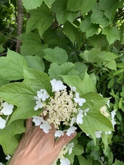 Viburnum opulus americanum