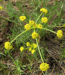 Lomatium bicolor leptocarpum