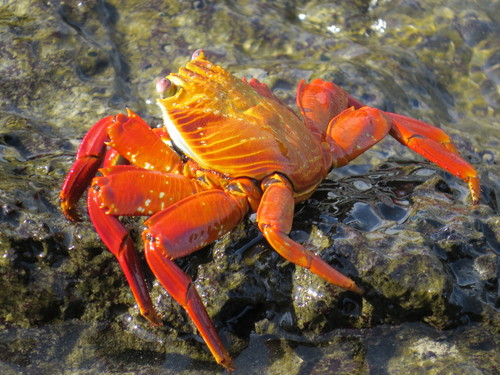 Sally Lightfoot Crab, Galapagos Islands, photo 9 of 10