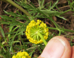 Lomatium bicolor leptocarpum