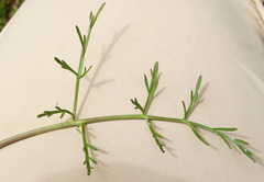 Lomatium bicolor leptocarpum