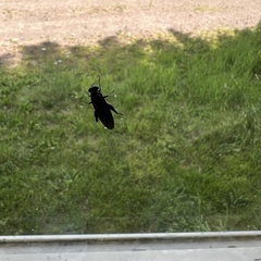 Chalcosyrphus chalybeus