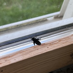 Chalcosyrphus chalybeus