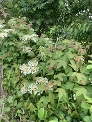 Viburnum opulus americanum