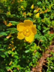 Hypericum