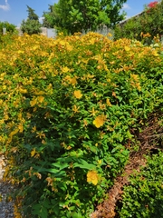 Hypericum