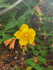 Hypericum
