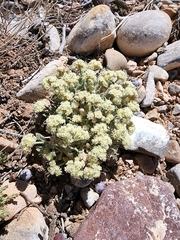 Eriogonum shockleyi
