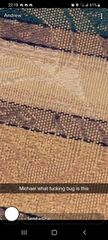 Pterygota