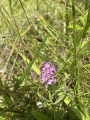 Polygala cruciata