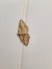 Costaconvexa polygrammata