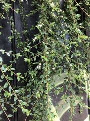 Cotoneaster × suecicus