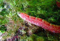 Pholis clemensi
