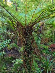 Cyathea cunninghamii