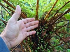 Cyathea cunninghamii