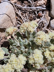 Eriogonum shockleyi