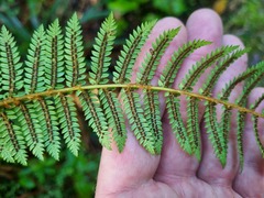 Cyathea cunninghamii