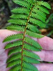 Cyathea cunninghamii