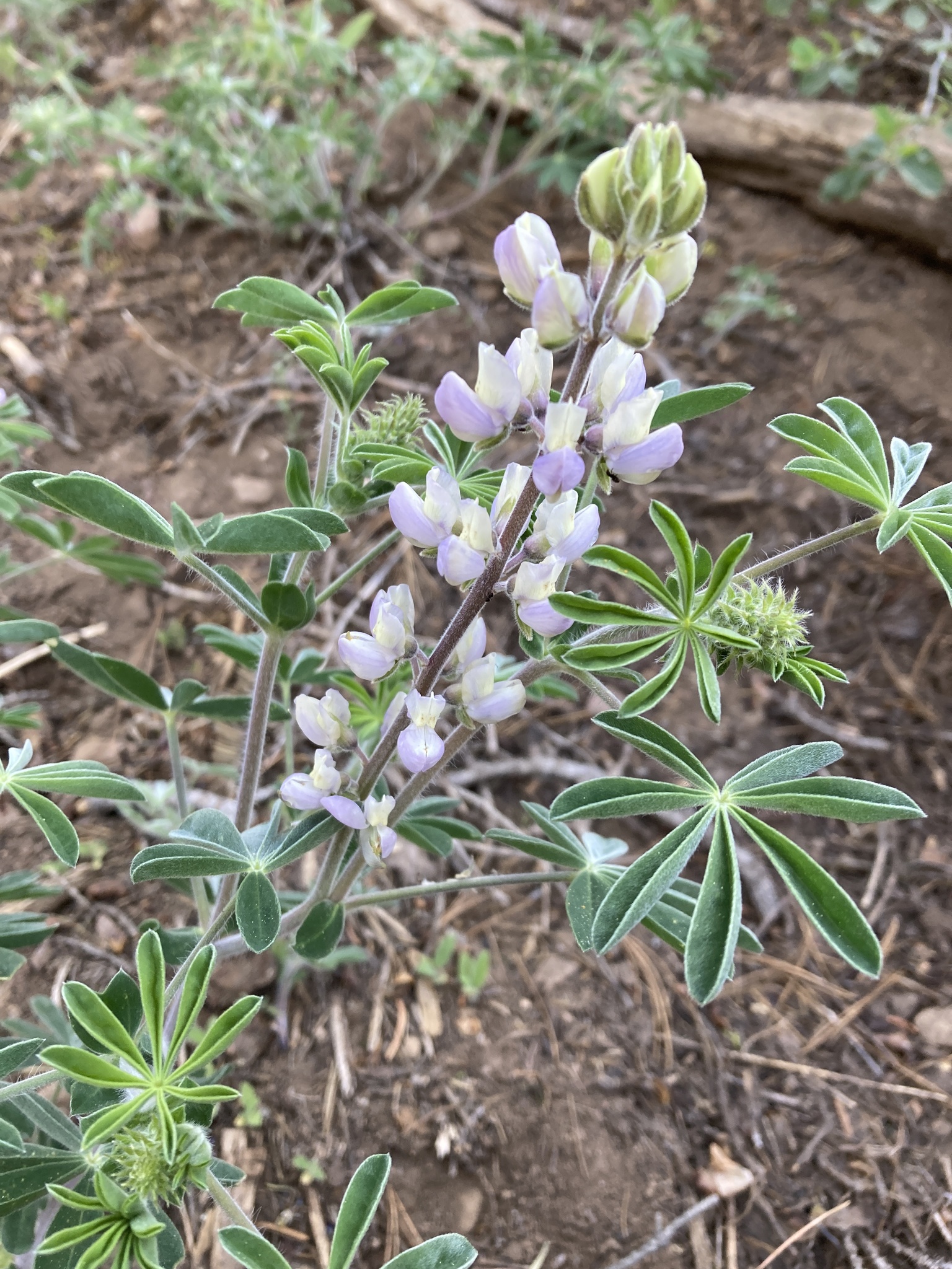 Lupinus fulcratus