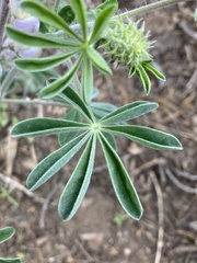 Lupinus fulcratus