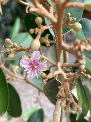 Capparis cynophallophora