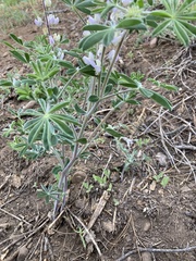 Lupinus fulcratus