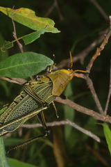 Taeniopoda picticornis
