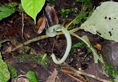 Bothrops bilineatus