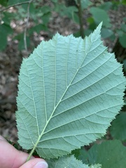 Corylus avellana