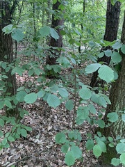 Corylus avellana