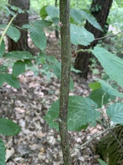 Corylus avellana