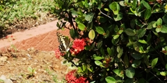 Papilio demodocus demodocus