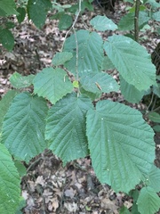 Corylus avellana