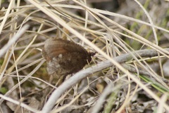 Erebia discoidalis