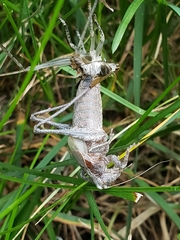 Thyreonotus