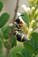 Parancistrocerus fulvipes