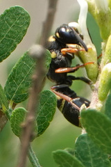 Parancistrocerus fulvipes