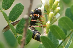 Parancistrocerus fulvipes