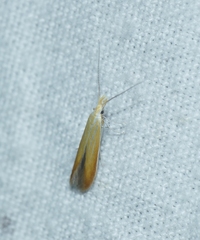 Coleophora colutella